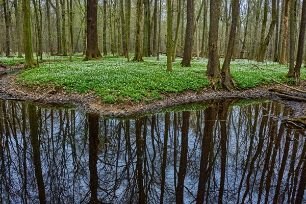 The Lasker Auenwald nature reserve in the Sorbian settlement area in spring