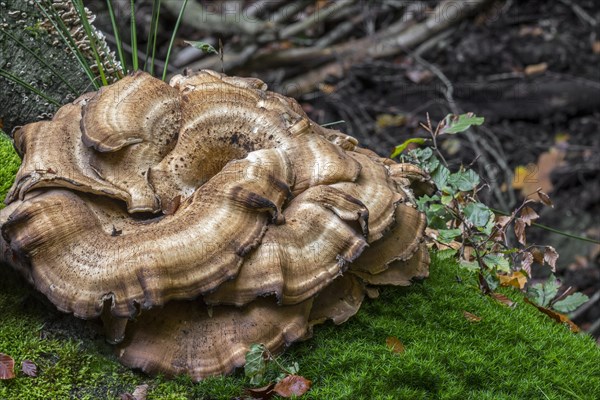 Giant polypore