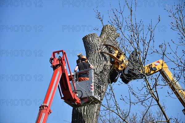 Tree felling with a felling crane in Vellmar