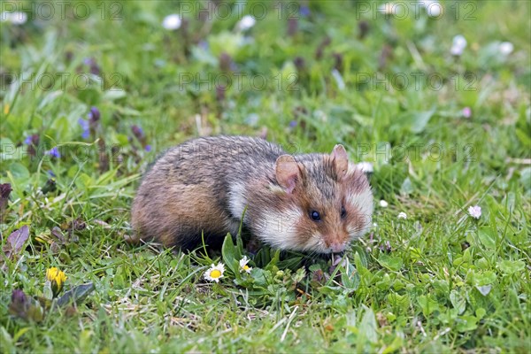 European hamster