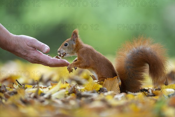 Eurasian red squirrels