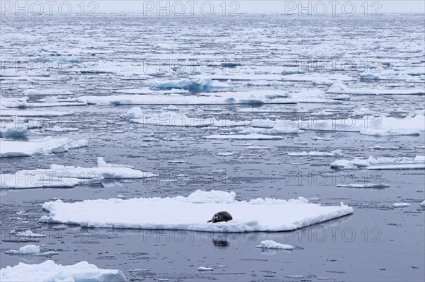 Bearded seal