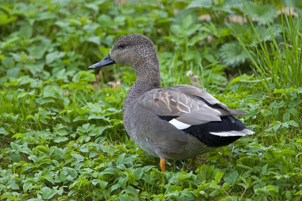 Gadwall