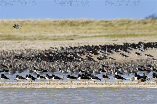 Flock of Common Pied Oystercatchers