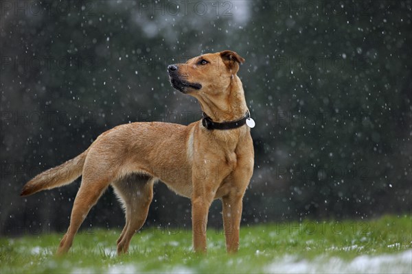 Mixed-breed dog