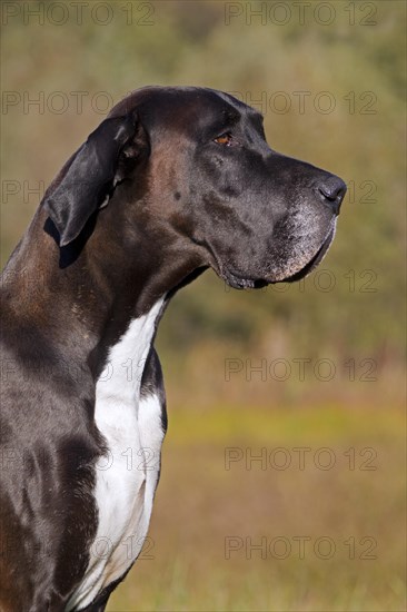 Close up of Great Dane
