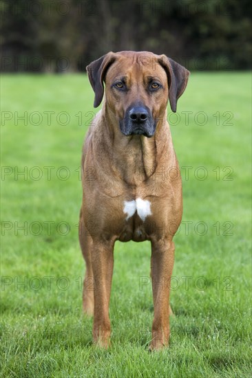 Rhodesian Ridgeback