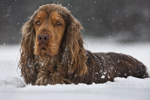 English Cocker Spaniel dog in the snow during snowfall in winter