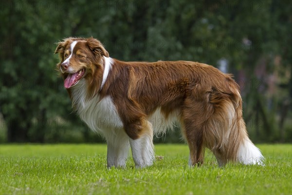 Border collie