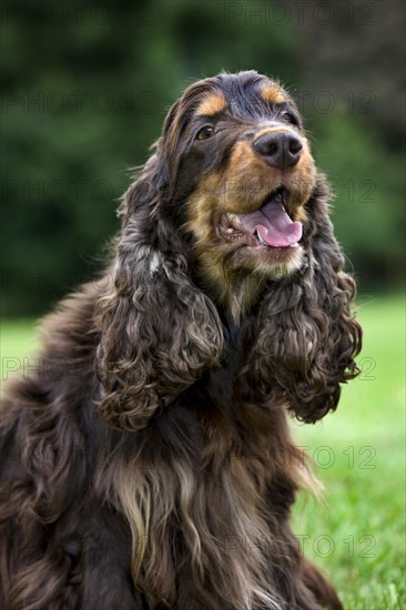 English Cocker Spaniel