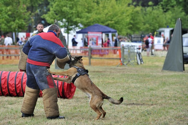 Military attack dog