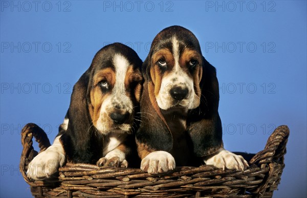 Two cute Basset hound dog