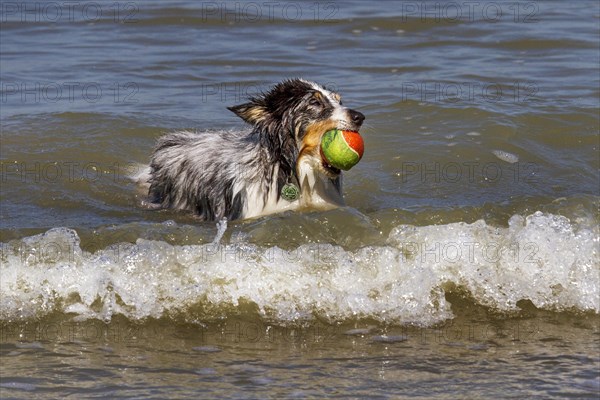 Shetland Sheepdog