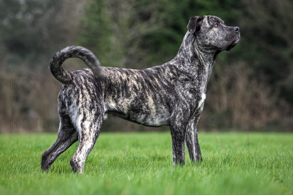 Cane Corso italiano