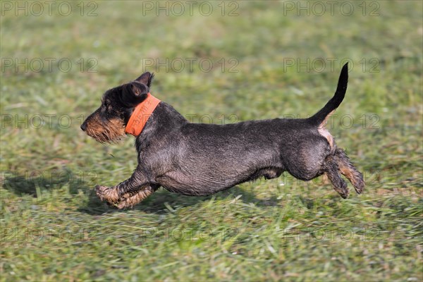 Wire-haired dachshund