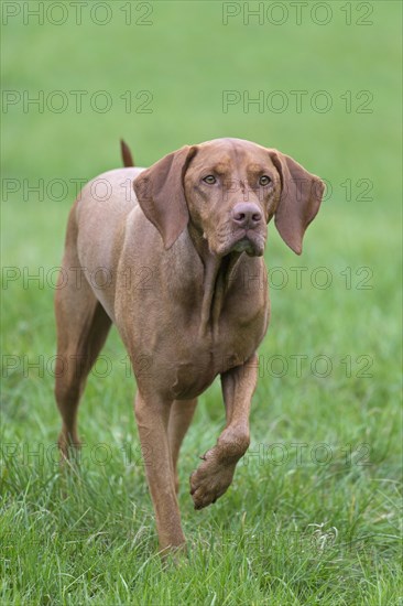 Hungarian Vizsla