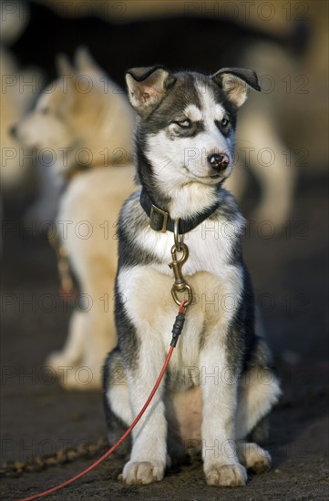 Husky dog