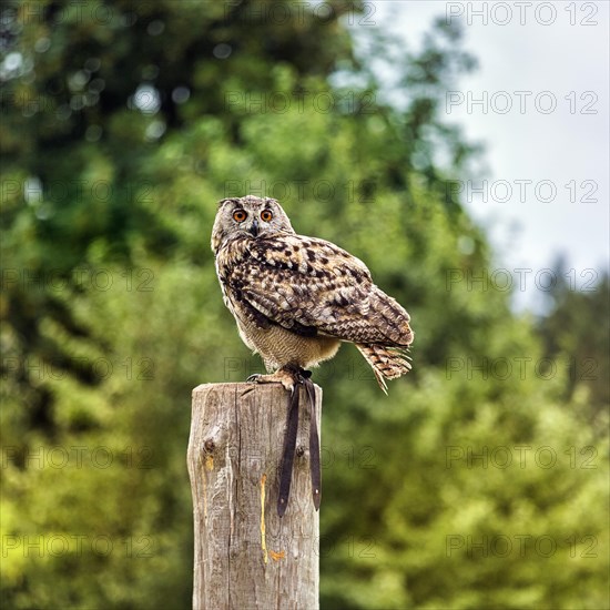 Eurasian eagle-owl