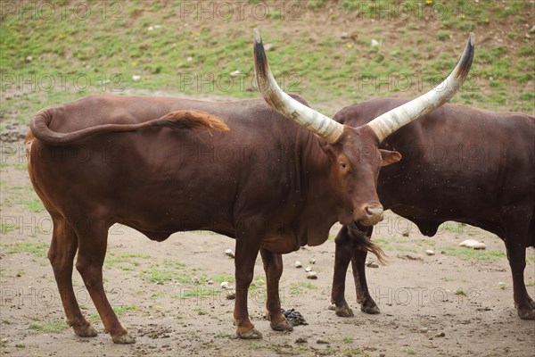 Watussi cattle