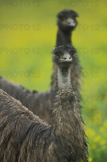 Emu