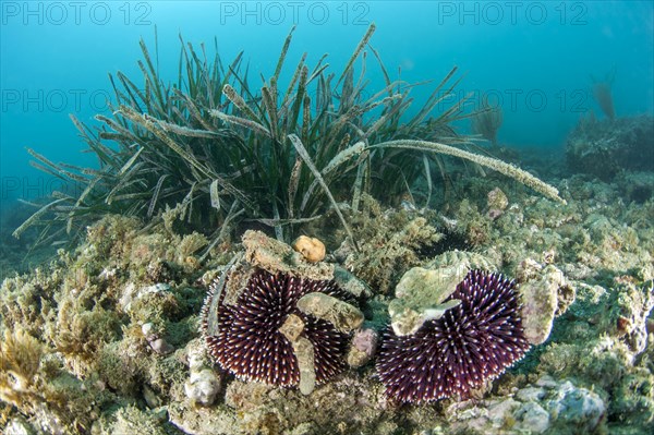 Violet sea urchin Sphaerechinus granularis