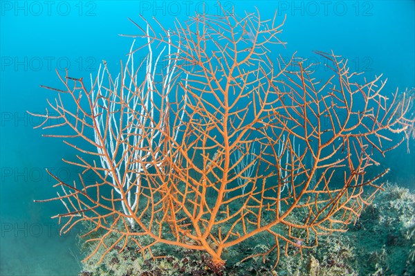 Orange gorgonian Leptogorgia sarmentosa