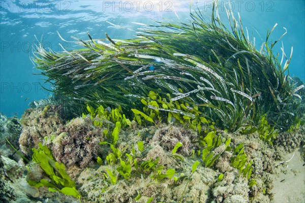 Posidonia oceanica