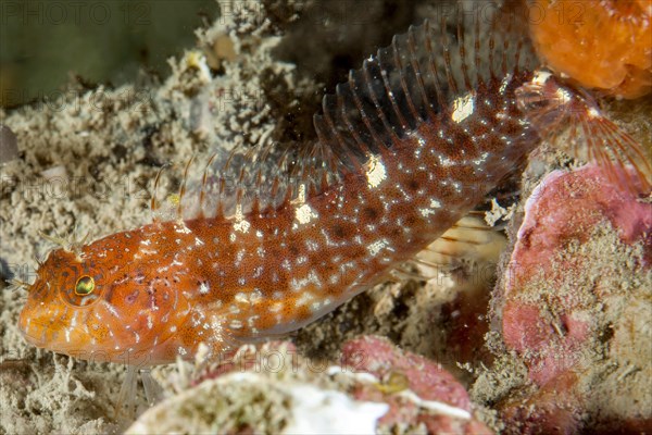 Zvonimir's blenny