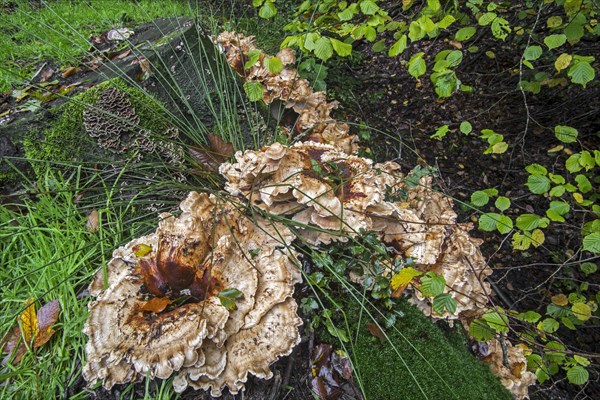 Giant polypore