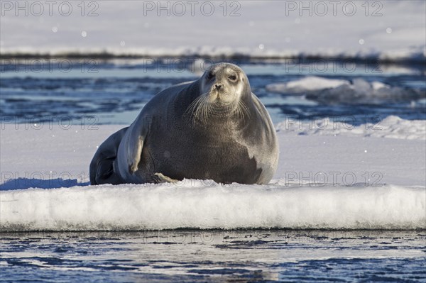 Bearded seal