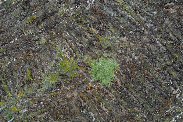Aerial view over Swedish clearcut area