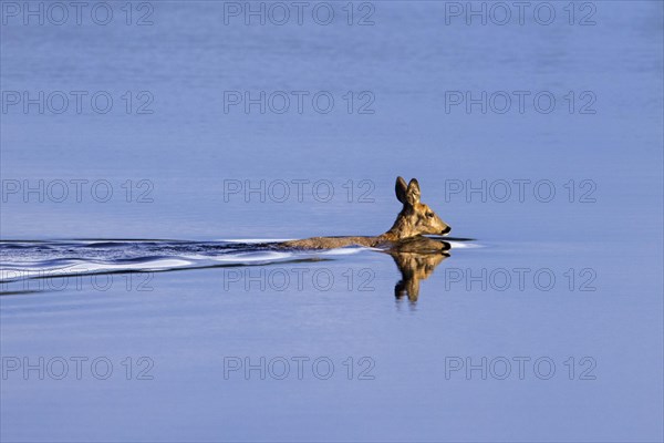 Roe deer