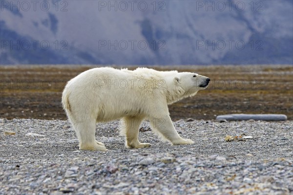 Lone polar bear