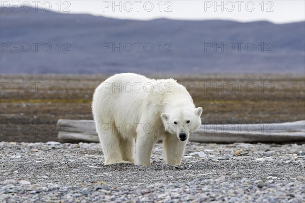 Lone polar bear