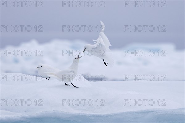 Three ivory gulls