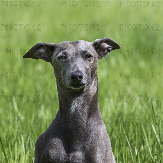 Italian Greyhound