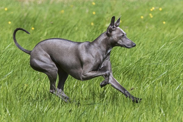 Italian Greyhound