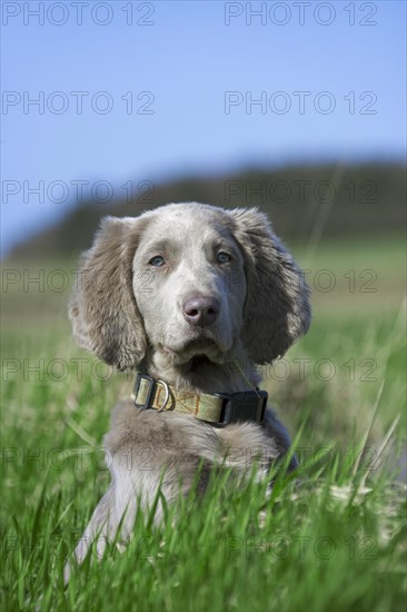 Weimaraner