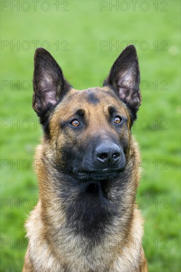 Belgian Shepherd Dog