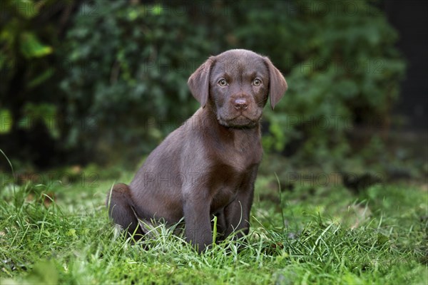 Labrador