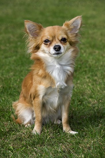 Papillon dog