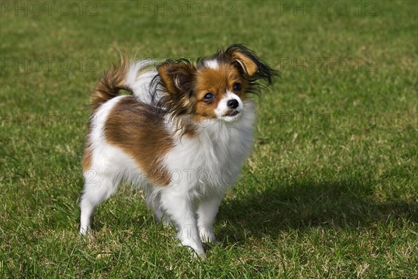 Papillon dog