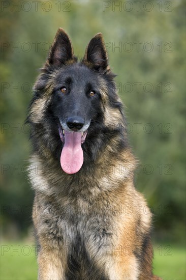 Belgian Shepherd Tervuren