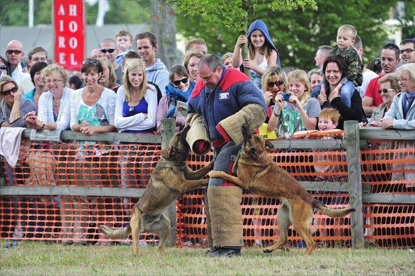 Military attack dogs