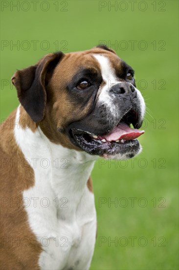 Close up of Boxer dog