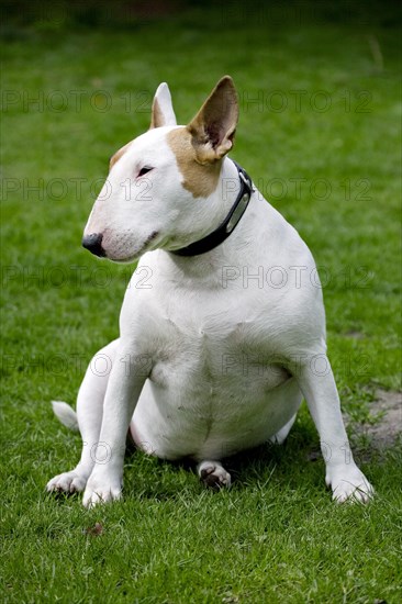 Bull terrier dog sitting on lawn in garden