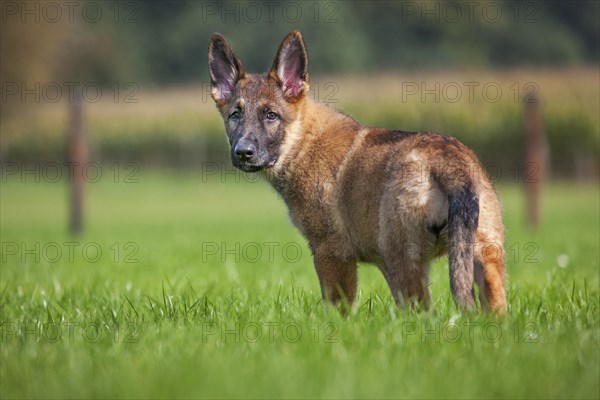 German shepherd dog