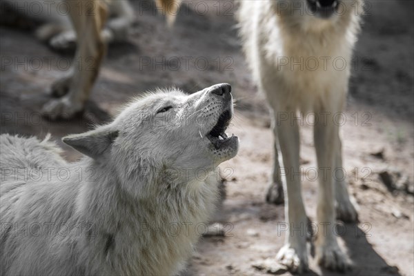 Hudson Bay wolf pack