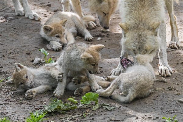 Hudson Bay wolves