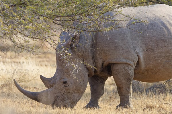 White rhinoceros